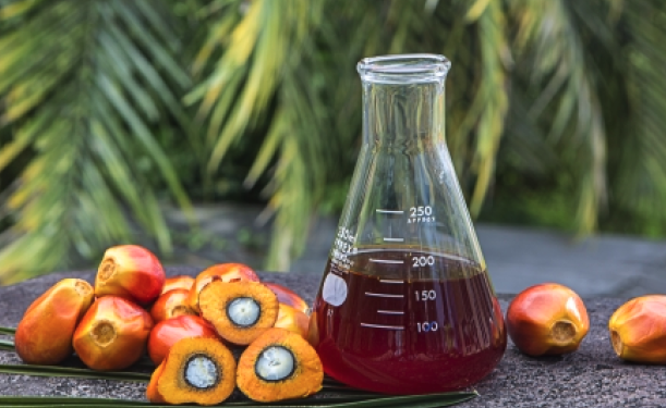 plam oil